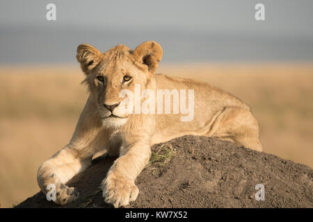 Löwe (Panthera leo) Cub sitzen auf einem termitenhügel Damm voran in der Masai Mara in Kenia suchen Stockfoto