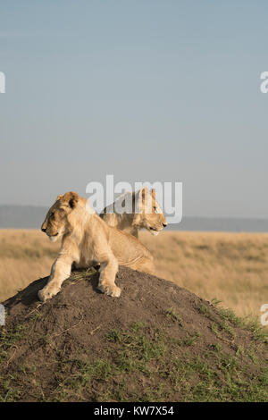 Zwei Löwen (Panthera leo) Jungen sitzen auf einem termitenhügel Damm mit Blick auf die Zukunft in der Masai Mara in Kenia Stockfoto