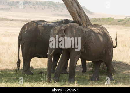 Elefanten (Loxodonta africana) Kratzer auf Baum nach dem Genuss ein Schlammbad in einem Teich Stockfoto