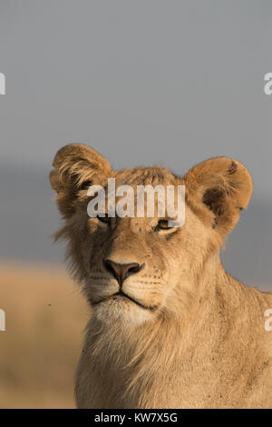 Portrait von Löwe (Panthera leo) Cub sitzen auf einem termitenhügel Damm voran in der Masai Mara in Kenia suchen Stockfoto