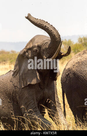 Stier Elefanten (Loxodonta africana) im Schlamm bedeckt und nach oben mit dem Rüssel nach einem Schlammbad Stockfoto