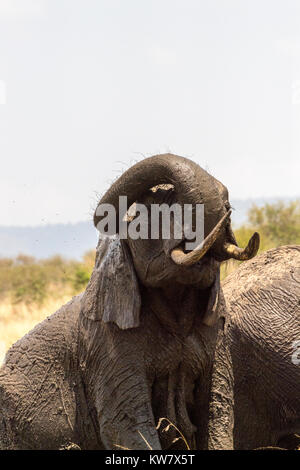 Stier Elefanten (Loxodonta africana) im Schlamm bedeckt und nach oben mit dem Rüssel nach einem Schlammbad Stockfoto