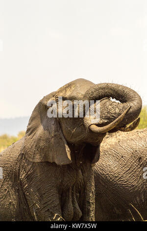 Stier Elefanten (Loxodonta africana) im Schlamm bedeckt und nach oben mit dem Rüssel nach einem Schlammbad Stockfoto