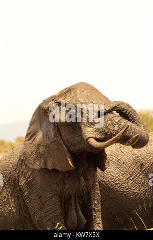 Stier Elefanten (Loxodonta africana) im Schlamm bedeckt und nach oben mit dem Rüssel nach einem Schlammbad Stockfoto