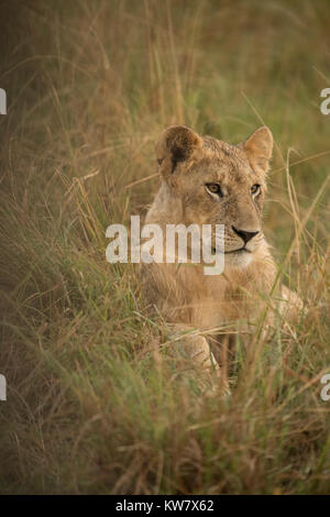 Löwin (Panthera leo) im Regen in der Masai Mara in Kenia sitzen Stockfoto