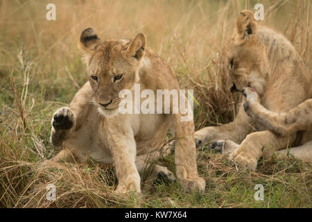 Löwe (Panthera leo) Cubs spielen im Regen in der Masai Mara in Kenia Stockfoto