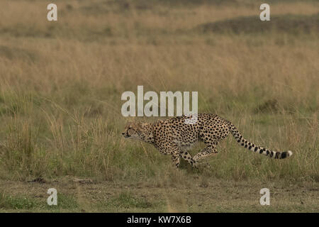 Gepard (Acinonyx jubatus) ausgeführt wird. Stockfoto