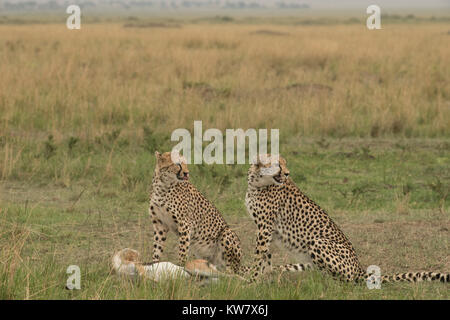 Zwei Geparden (Acinonyx jubatus) mit einem thomsons Gazelle (Eudorcas Thomsonii) direkt nach dem Töten Stockfoto