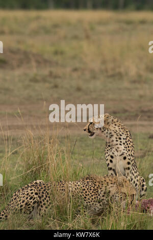 Zwei Geparden (Acinonyx jubatus) mit einem thomsons Gazelle (Eudorcas Thomsonii) direkt nach dem Töten Stockfoto