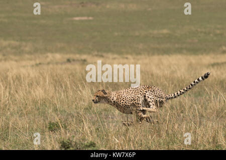 Gepard (Acinonyx jubatus) Schnell und Jagd Stockfoto