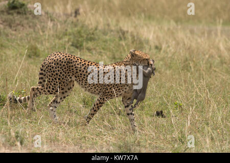 Gepard (Acinonyx jubatus) Cub, die ein Baby Warzenschwein (Phacochoerus Afrikaner) direkt nach dem Fang Stockfoto