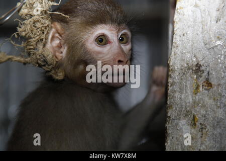 Monkey Grausamkeit, beunruhigt. Bangladesch Stockfoto