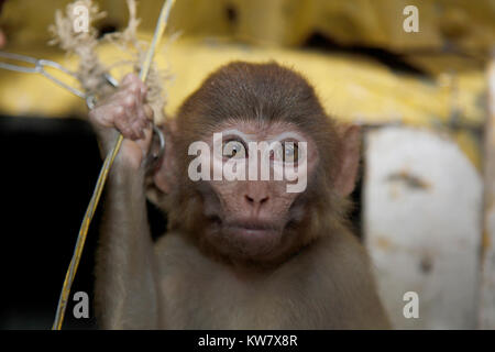 Monkey Grausamkeit, beunruhigt. Bangladesch Stockfoto