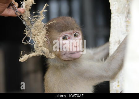 Monkey in Ketten, beunruhigt und verängstigt. Bangladesch Stockfoto