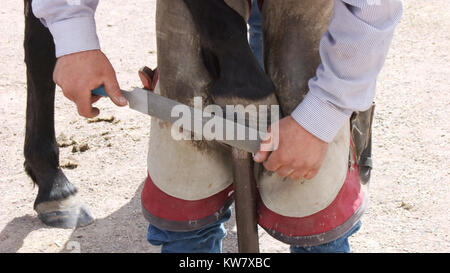 Ein hufschmied bei der Arbeit, das Trimmen eines Pferdes Fuß mit einem Metall Datei während der Fuß stützte sich auf einem speziellen Stand ist. Stockfoto