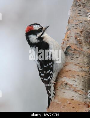 Ein wenig Downy Woodpecker hocken auf einem Zweig im Winter Stockfoto