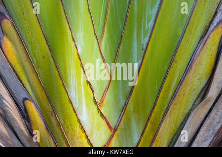 Der Stamm eines Ravenala madagascariensis Baum, der allgemein als Baum des Reisenden bekannt. Stockfoto