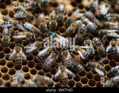 Honigbienen closeup, Makro, Bienenstock Stockfoto