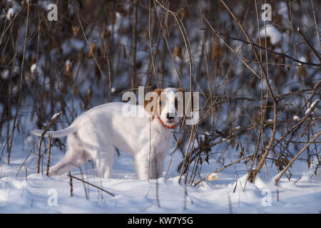 Ein junger englischer Setter Welpen an einem kalten Winter am Nachmittag Stockfoto