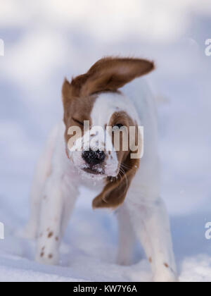 Ein junger englischer Setter Welpen an einem kalten Winter am Nachmittag Stockfoto