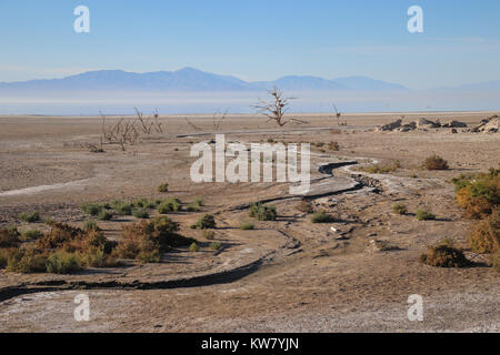 Wie der Salton Sea schrumpft, seine Ufer erweitern, Vegetation stirbt. Vögel nisten in diese Bäume verwendet, aber ihre Fische nicht mehr den hohen Salzgehalt überleben. Stockfoto