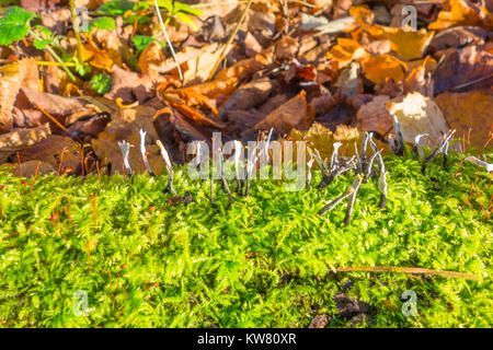 Xylaria hypoxylon, Candlesnuff Pilz im Wald auf Verrottenden herabgefallene Äste oder Baumstümpfen gefunden. Herefordshire UK Stockfoto