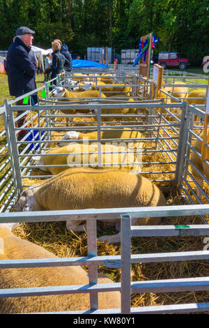 Texel Schafe ursprünglich in den Niederlanden gezüchtet, aber jetzt beliebt in vielen Ländern für Sie mageres Fleisch. Kington Landwirtschaft zeigen Herefordshire UK 2017 Stockfoto