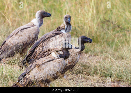 Weiß-backed Vulture am Boden auf die Savanne in Afrika Stockfoto