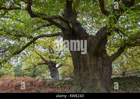 Reifen Eichen in Bradgate Park, Leicestershire, East Midlands, Großbritannien Stockfoto