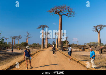 Einheimische und Touristen mischen sich entlang der berühmten Allee der Baobabs. Madagaskar, Afrika. Stockfoto