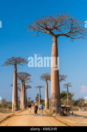 Einheimische und Touristen mischen sich entlang der berühmten Allee der Baobabs. Madagaskar, Afrika. Stockfoto