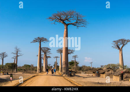 Einheimische und Touristen mischen sich entlang der berühmten Allee der Baobabs. Madagaskar, Afrika. Stockfoto