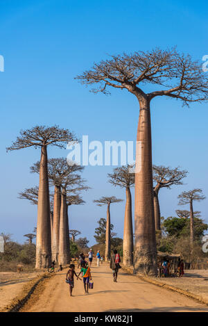 Einheimische und Touristen mischen sich entlang der berühmten Allee der Baobabs. Madagaskar, Afrika. Stockfoto