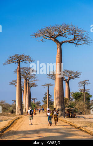 Einheimische und Touristen mischen sich entlang der berühmten Allee der Baobabs. Madagaskar, Afrika. Stockfoto