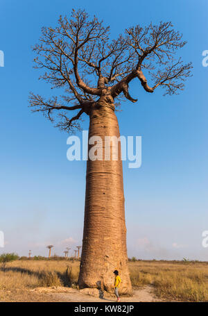 Ein kleiner Junge steht vor einem riesigen Affenbrotbaum (Adansonia grandidieri) an der Allee der Baobabs. Madagaskar, Afrika. Stockfoto