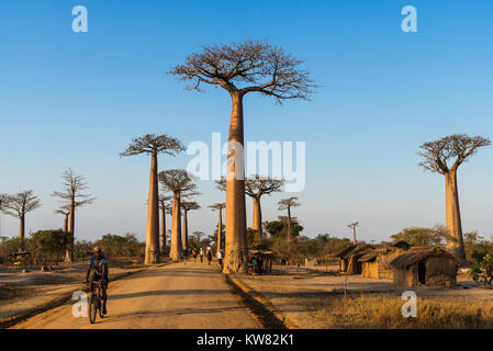 Einheimische und Touristen mischen sich entlang der Allee der Baobabs. Madagaskar, Afrika. Stockfoto