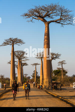 Einheimische und Touristen mischen sich entlang der Allee der Baobabs. Madagaskar, Afrika. Stockfoto