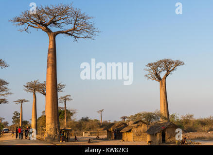 Einheimische und Touristen mischen sich entlang der Allee der Baobabs. Madagaskar, Afrika. Stockfoto