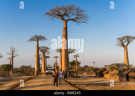 Einheimische und Touristen mischen sich entlang der Allee der Baobabs. Madagaskar, Afrika. Stockfoto