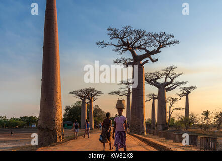 Einheimische und Touristen mischen sich entlang der Allee der Baobabs. Madagaskar, Afrika. Stockfoto