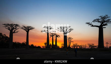 Riesige Baobab-Bäume (Adansonia grandidieri) stehend gegen Sonnenuntergang an der Allee der Baobabs. Madagaskar, Afrika. Stockfoto