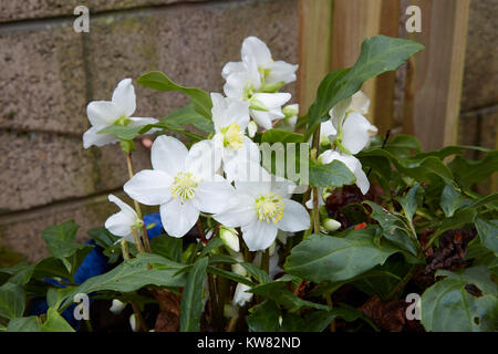 Ein Büschel der Helleborus niger an einem regnerischen Tag. Stockfoto