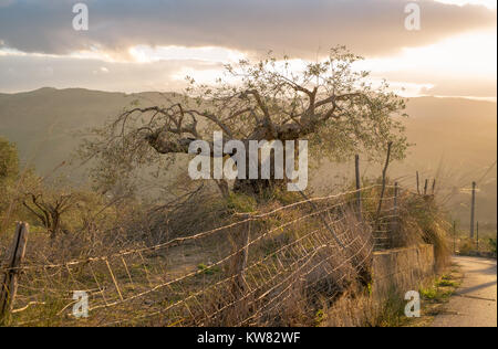 Eine beschnittene Olivenbaum bei Sonnenuntergang im Sizilianischen courntryside Stockfoto