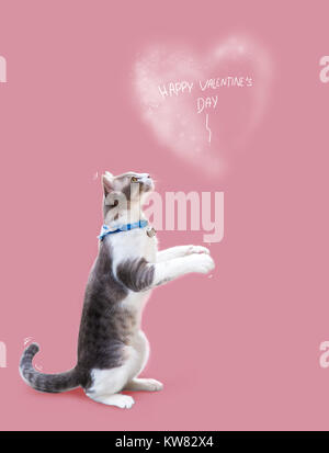 Cat suchen Herzform Stockfoto