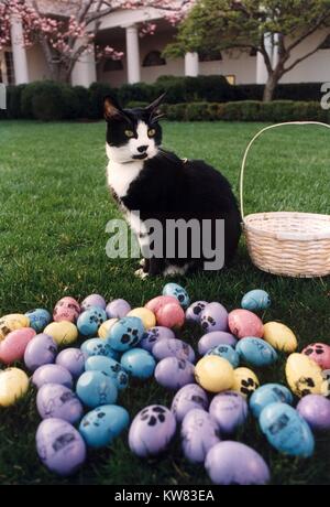 Socken die Katze, das erste Pet von Präsident Bill Clinton und der ersten Frau Hillary Rodham Clinton, mit schwarzen Fell, weißen Gesicht, roten Kragen, gelbe Augen, stehend mit dem Rücken wölbte und den Kopf zur Seite gedreht, neben einem Korb und Stapel von Pastell Ostereier mit pfotenabdrücke auf dem Rasen des Weißen Hauses, Washington, District of Columbia, April, 1994 posieren. Stockfoto