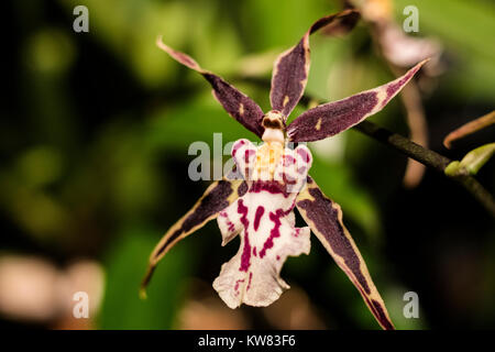 Isolierte Spider Orchid Stockfoto