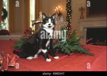 Socken die Katze, das erste Pet von Präsident Bill Clinton und der ersten Frau Hillary Rodham Clinton, mit schwarzen Fell, weiße und gelbe Augen, ständigen und Posieren auf einer roten Tischdecke neben Weihnachtsschmuck im Weißen Haus, einschließlich Bögen, Blätter, Kränze, Lights, und ein Engel, Washington, District of Columbia, 5. Dezember 1993. Stockfoto