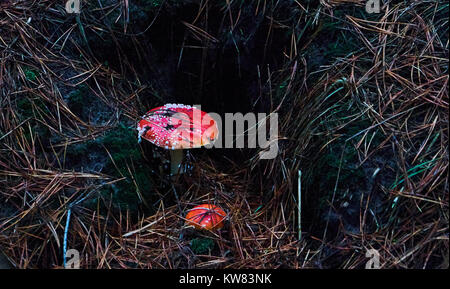 Zwei halluzinogen Rot fliegen von Pilzen im Wald Stockfoto