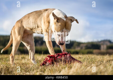 Hund rohe Hundefutter Stockfoto