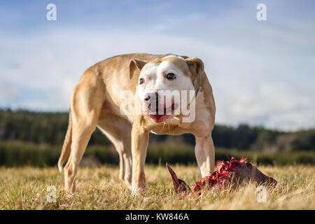Hund rohe Hundefutter Stockfoto